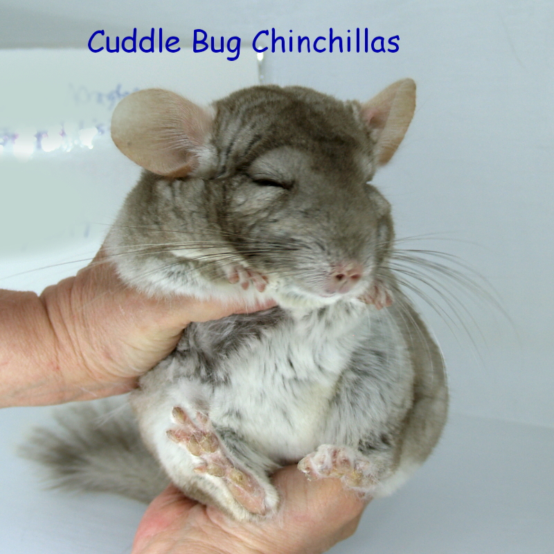 how can you tell if a chinchilla is pregnant